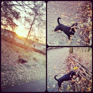 Morning Run mit Benny