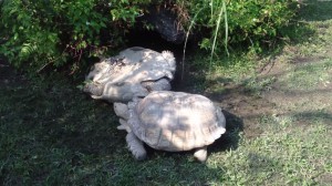 Schildkröte umgefallen - Buddy hilft